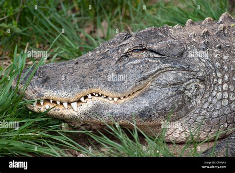 Alligator American Alligator Predator Reptile Teeth Stock Photo - Alamy