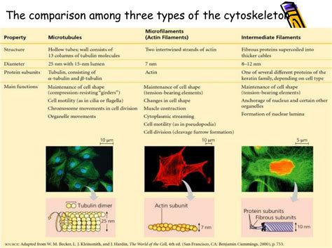 PPT - Cytoskeleton System PowerPoint Presentation, free download - ID:4501198