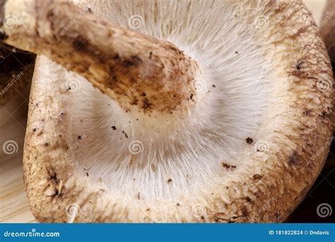 Close Up of Delicious Edible Brown Mushrooms Stock Photo - Image of food, backgrounds: 181822824