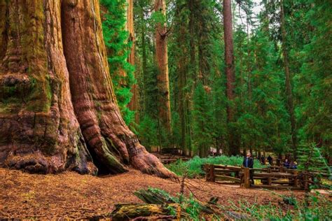 California Redwood Facts, Growth Rates, Distribution, Pictures