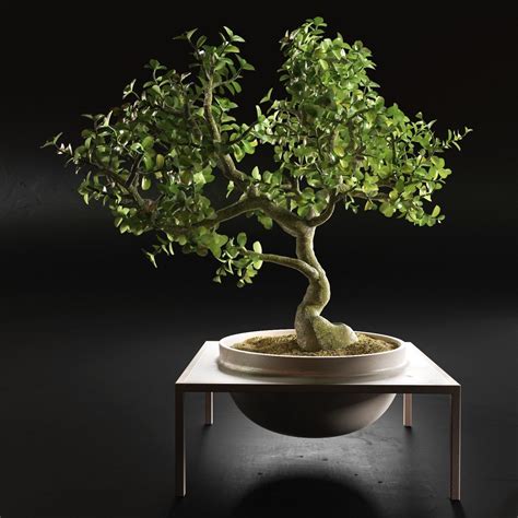 Bonsai Trees in Pots 3D model | CGTrader