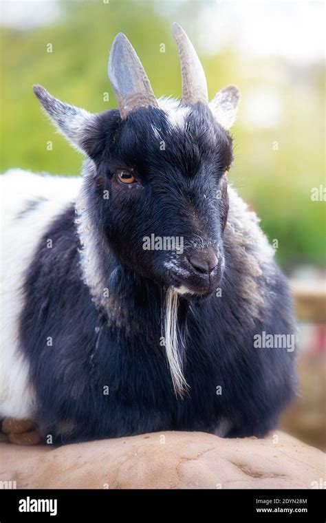 Cute black and white pygmy goat Stock Photo - Alamy