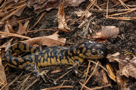 Barred Tiger Salamander Larvae