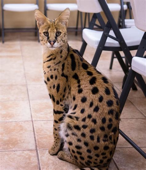 Unclaimed, Unmicrochipped Serval Roaming Around Reading, Pennsylvania – Michael Broad