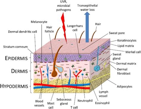 the structure of an animal's skin and its major parts, including hair, membranes, epermis, and ...