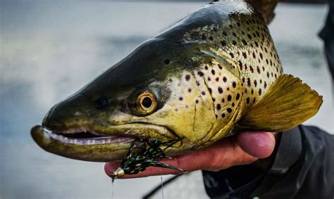 5 Tips for Better Streamer Fishing | Hatch Magazine - Fly Fishing, etc.