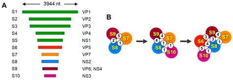 [最新] double-stranded rna viruses examples 287308-Can viruses have double stranded rna ...