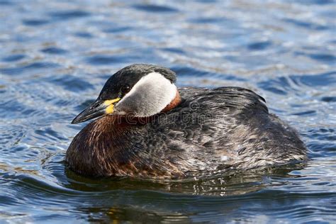 Red-necked Grebe Podiceps Grisegena Stock Photo - Image of necked, habitat: 178235740