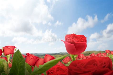 Red Rose Flower On The Field Stock Photo - Image of flora, background: 170467132