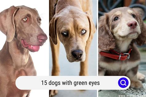 15 Dogs With Green Eyes (Breeds And Photos) - Oodle Life