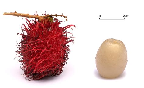 Rambutan Fruit Nutrition Facts and Recipes - CalorieBee