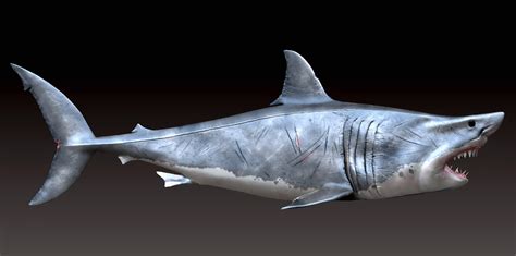 great white shark - ZBrushCentral