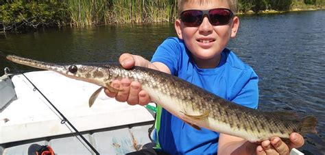 Fish Rules - Gar, Florida in FL State Waters