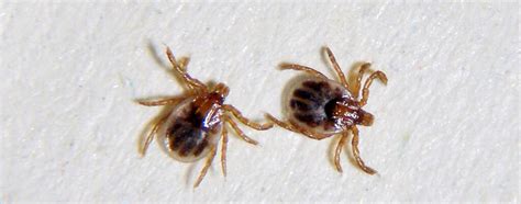 Breeding of ticks and mites – Insect Services