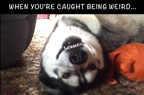 Typical Husky behavior... - Rook the Smiling Husky | Facebook