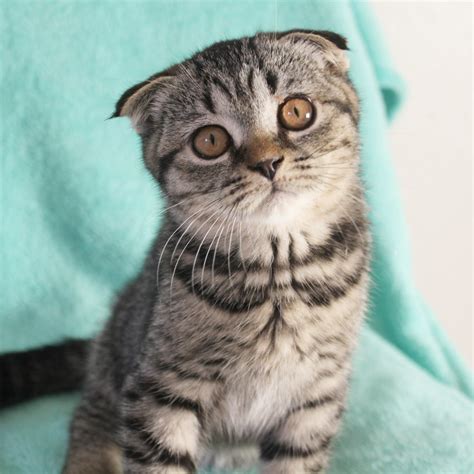 Scottish Fold Cats For Sale | Los Angeles, CA #283620