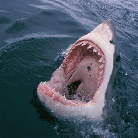 Largest Great White Shark Attack