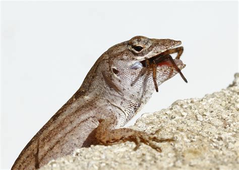 Yum, Yum! Spiders for Dinner – Anole Annals