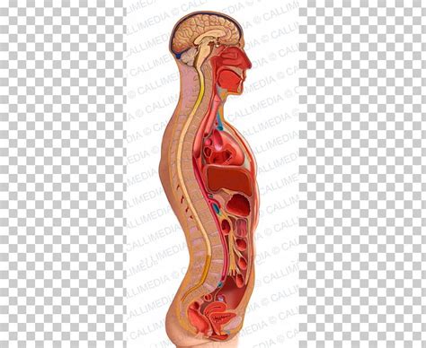 Sagittal Plane Homo Sapiens Torso Anatomy Human Body PNG, Clipart, Anatomy, Arm, Coronal Plane ...