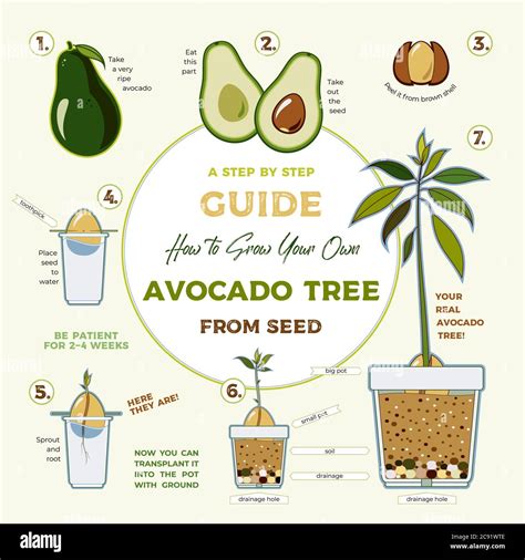 Avocado Seed Germination Process