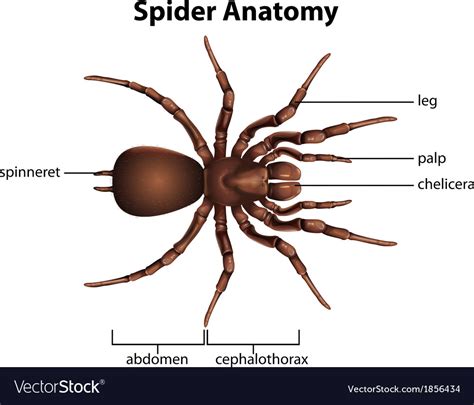 Anatomy of a spider Royalty Free Vector Image - VectorStock