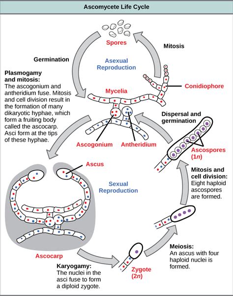 Life Cycle Of Glomeromycota