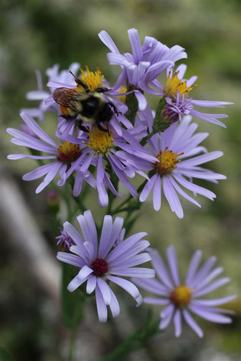 Bumble Bee Purple Wild Flower Free Stock Photo - Public Domain Pictures