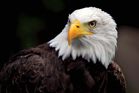 Bald eagle | Size, Habitat, Diet, & Facts | Britannica