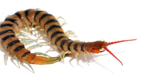 Large New Amphibious Centipede Species Discovered in Okinawa and Taiwan