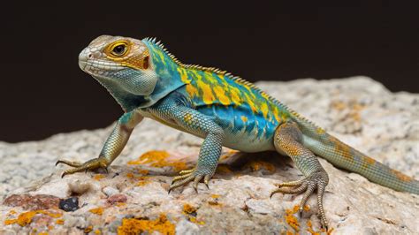 Colorful Reptiles | Wallpapers Gallery