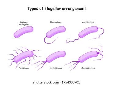 2,786 Flagella Images, Stock Photos & Vectors | Shutterstock