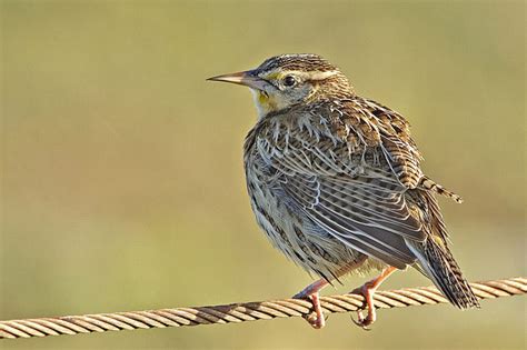 Eastern Meadowlark- Sturnella magna | Wildlife Journal Junior