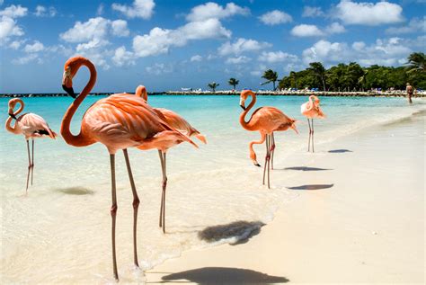 Flamingos on the Beach – Kristie's Sound and Visualisation