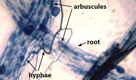 Glomeromycota: Definition, Characteristics, Structure, Reproduction ...