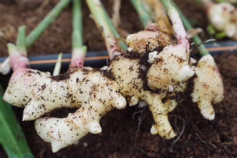 The Benefits of Growing Your Own Ginger Plants - The Herb Exchange