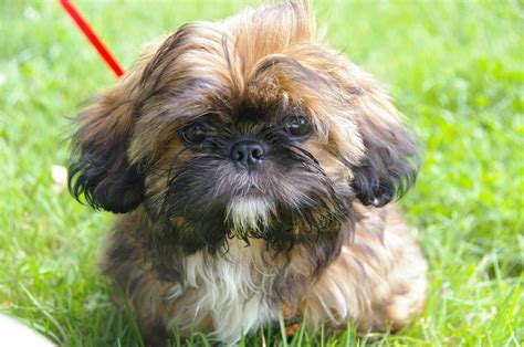 Shih Tzu Puppies: The Ultimate Guide for New Dog Owners | The Dog People by Rover.com