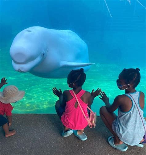 Home to beluga whales, is Mystic Aquarium among best in nation?