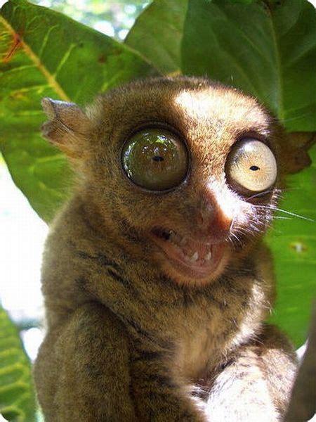 Strangest and Rarest Animals (60 pics) - Izismile.com