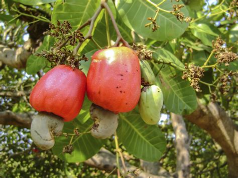 Harvesting Cashew Nuts - How And When To Pick Cashew Nuts | Gardening Know How