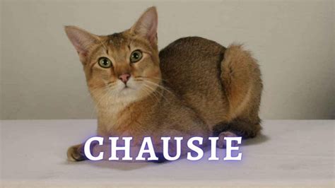 Chausie: Chausie Cat Breed ⇒ Personality ⇒ Activity Level ⇒ Care