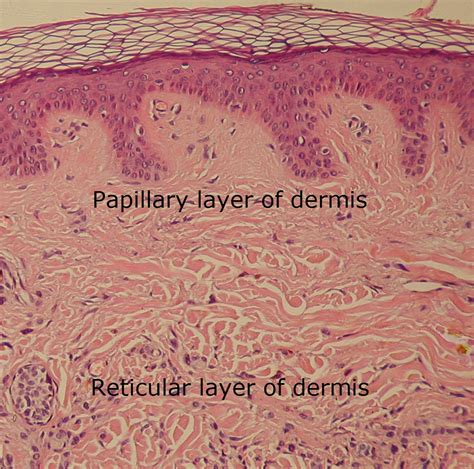 Papillary Layer Of The Dermis