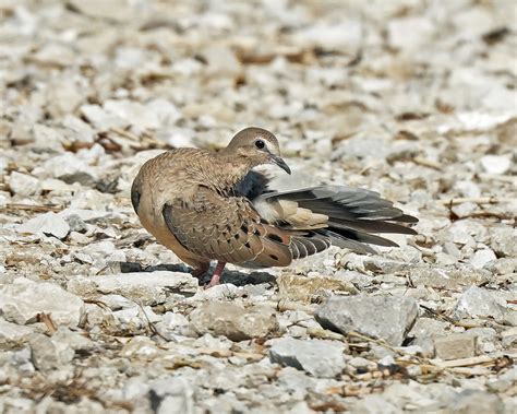 What are these Doves? - Help Me Identify a North American Bird ...