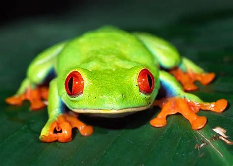 Red Eyed Tree Frog Facts For Kids | Red Eyed Tree Frog Habitat & Diet