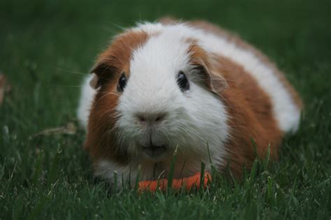 Stages of Gestation in Guinea Pigs - Guinea Pig Center