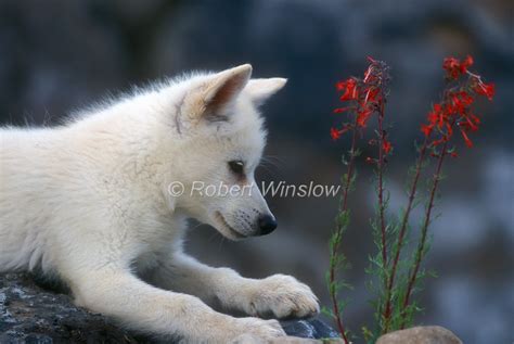 White Wolf : Charming Photos Of Arctic Wolf Pups With Red Flowers