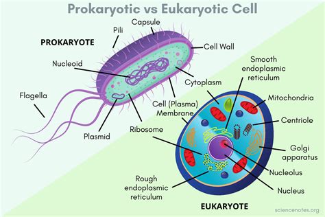 Prokaryotic vs Eukaryotic Cells - Similarities and Differences