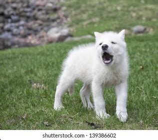 236 Wolf Pup Howling Images, Stock Photos & Vectors | Shutterstock