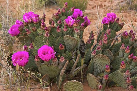 Prickly Pear Cactus, in bloom, Valley of Fire State Park, Nevada, USA - Stock Photo - Dissolve