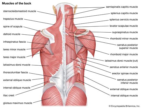 Neck And Shoulder Muscles Diagram : List Of Skeletal Muscles Of The Human Body Wikipedia / Learn ...