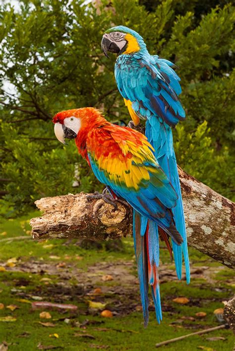 Birds on the Amazon River: Parrots, Rainforest, Marshland, Wild Animal, Jungle, Peru, - Etsy